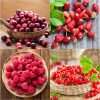 Bougie naturelle fruits rouges 75g – Image 3